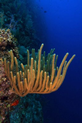 Sea-rod coral