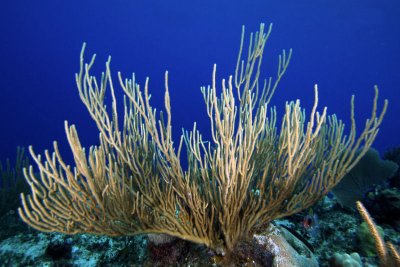 Spiny sea rod coral