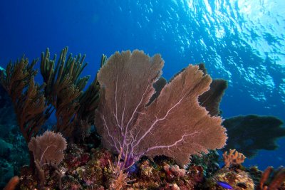 Purple sea fan and other corals