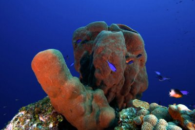 Brown sponge
