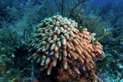 Finger coral