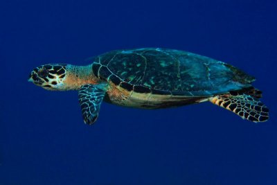 Hawksbill turtle