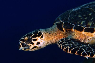 Hawksbille turtle close-up