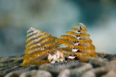 Christmas-tree worm