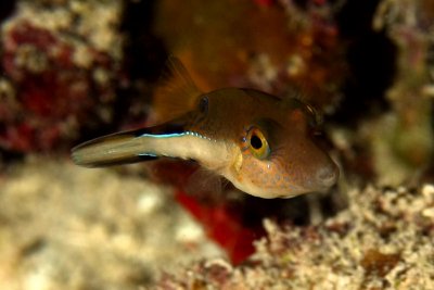 Sharpnose puffer