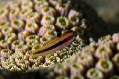 Wrasse blenny on star coral