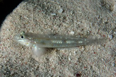 Goldspot goby
