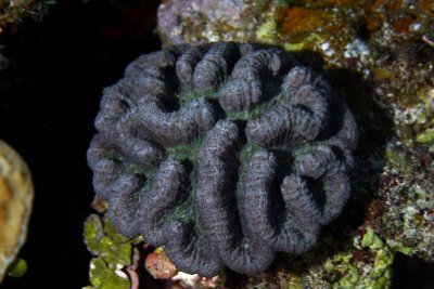 Cactus coral