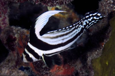 Spotted drum