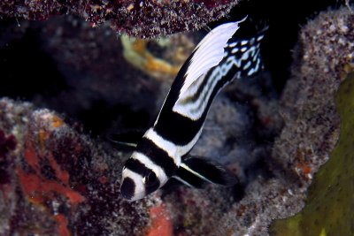 Spotted drum