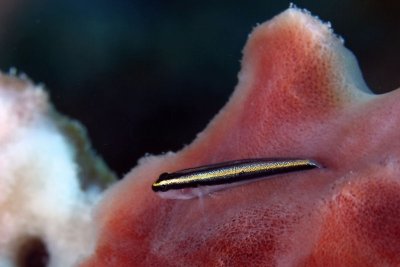 Goby on sponge