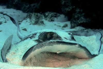 Southern stingray