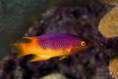 Spanish hogfish