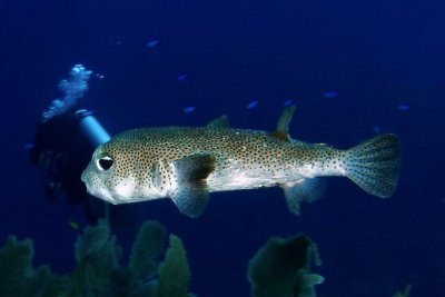 Porcupinefish
