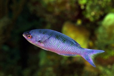 Creole wrasse