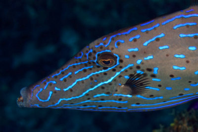 Scrawled filefish