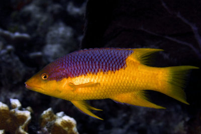 Spanish hogfish