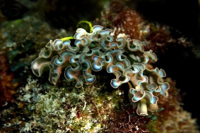 Lettuce sea slug