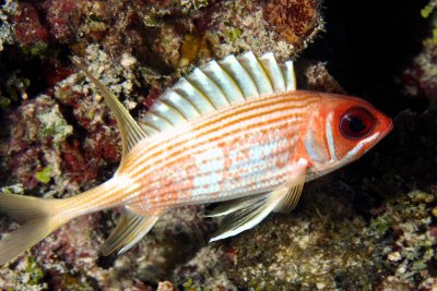 Squirrelfish