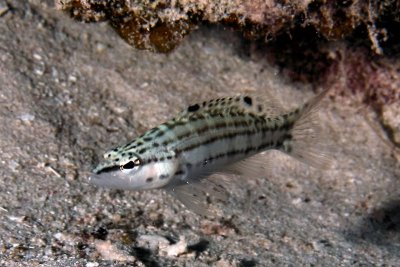 Harlequin bass