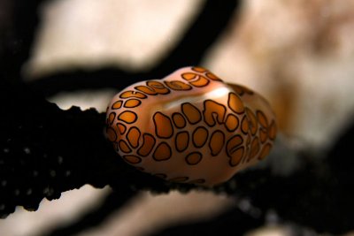 Flamingo tongue snail