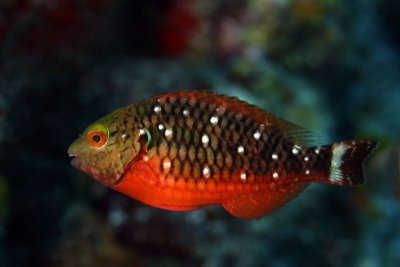 Stoplight parrotfish