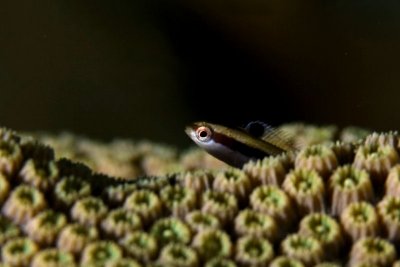 Wrasse blenny on coral