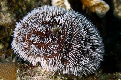 Spiney sea urchin
