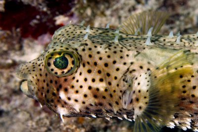 Balloonfish