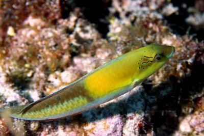 Yellowhead wrasse