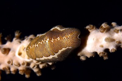 Fingerprint snail