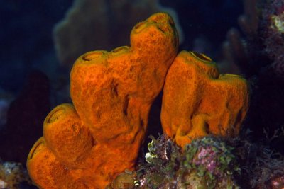 Branching tube sponge