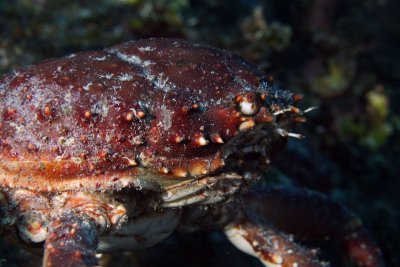 Channel clinging crab