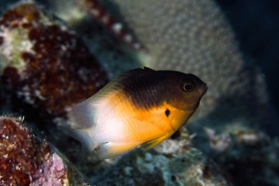 Bi-color damselfish
