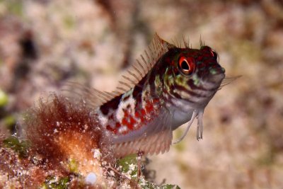 Saddled blenny