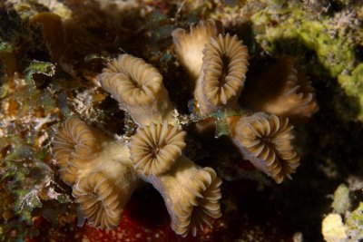 Elongated flower coral
