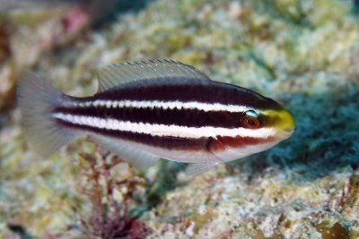 Striped parrotfish (juvenile/intermediate phase)