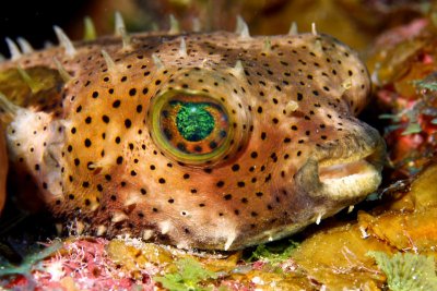 Balloonfish