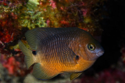 Three-spot damselfish