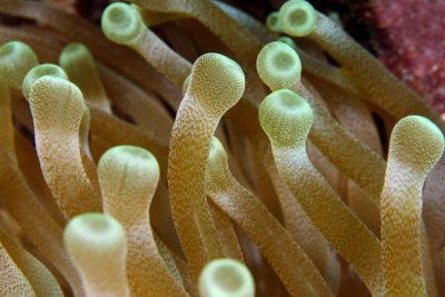 Anemone detail