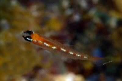 Masked glass goby