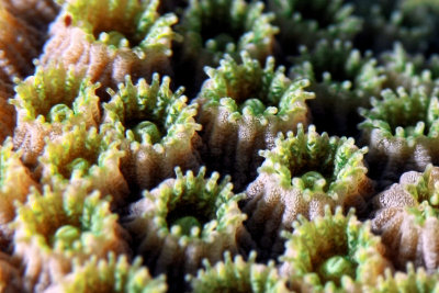 Open star coral detail