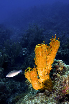 Yellow tube sponge