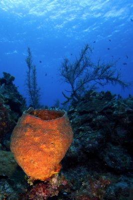 Barrel sponge