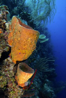 Barrel sponges on wall