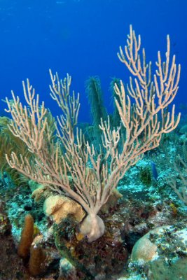 Sea rod coral