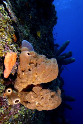 Borwn sponges