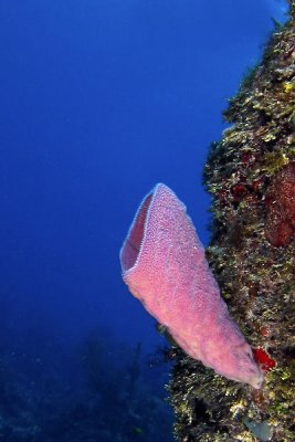 Purple vase sponge