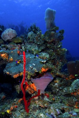Sponges and corals