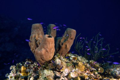 Fish swimming around brown tube sponge